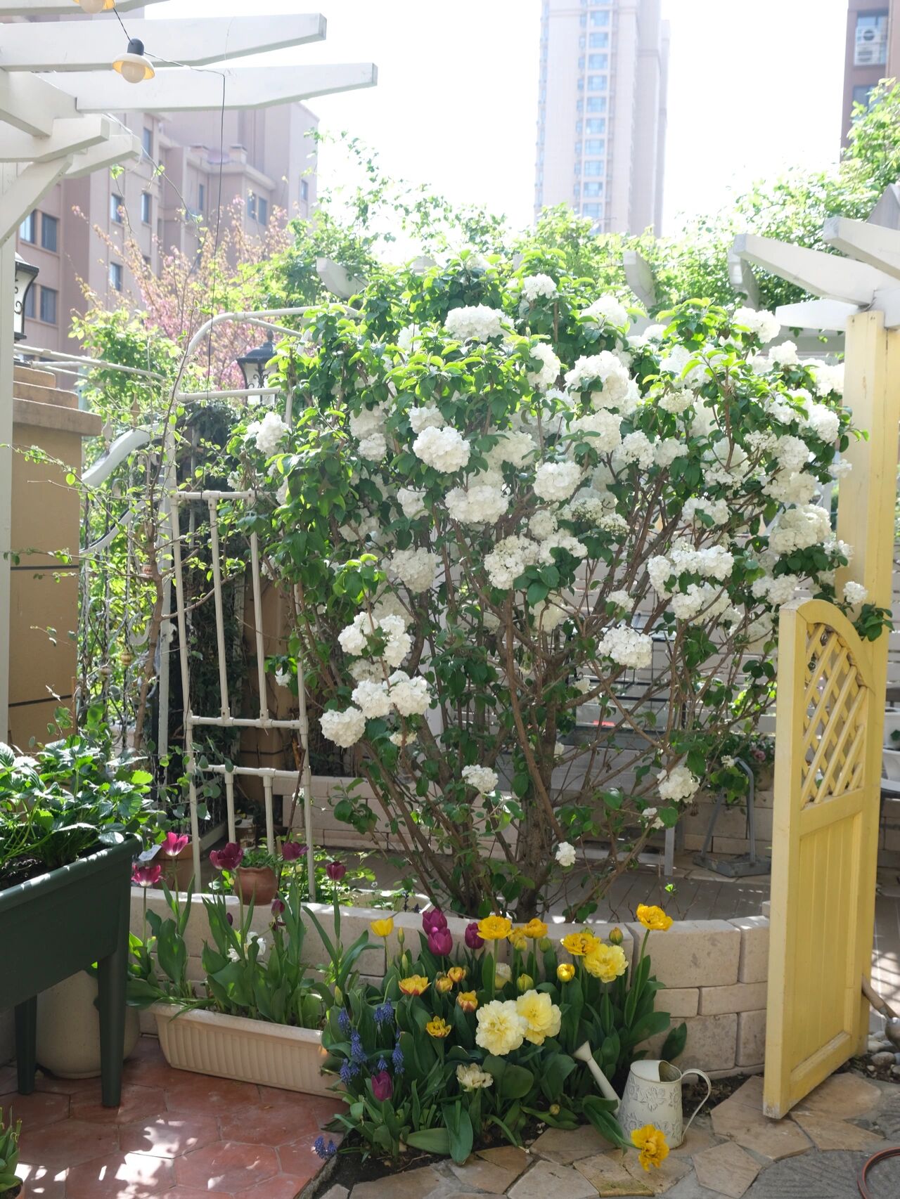 为了这个60㎡院子,买了一楼的房子,打造自己的秘密花园,太美啦