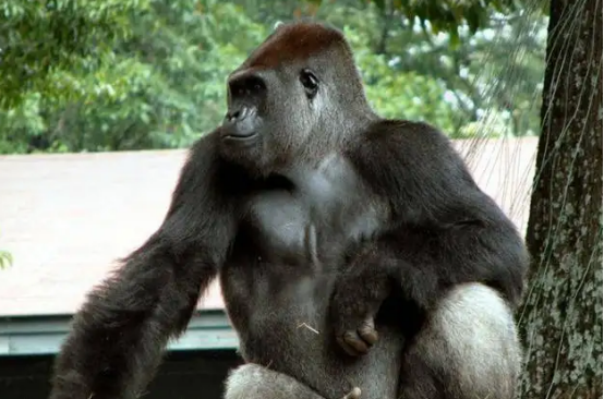 全球“最聪明的”猩猩，能与人类熟练沟通1000多种手语，留下的遗言让人深思