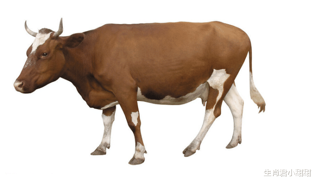 属牛|吉兆将至好运抵达,属牛人成为幸运的宠儿,迎来福气好时光