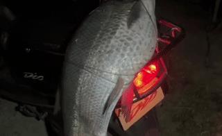 广东省|广东男子钓一条翘嘴鱼，肥得像头“猪”，网友：可以吹一辈子了