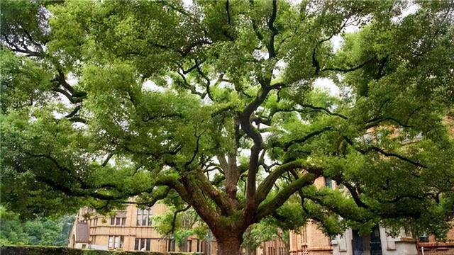 老祖宗忠告：“坟不栽三，宅不栽四”，究竟指哪7种树呢？