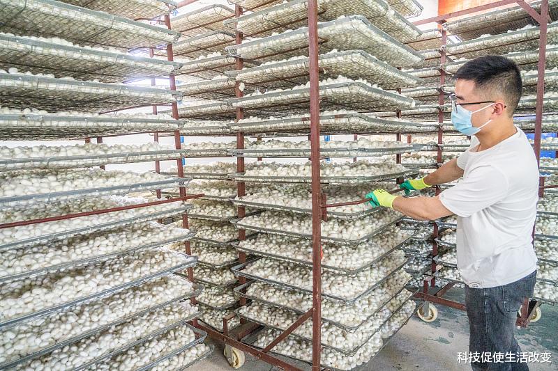 桑蚕丝被是怎么做成的,有什么优缺点?