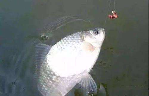 |初春钓鱼“七个小”，连杆大鲫不空跑