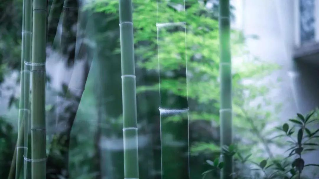 摄影技巧：竹子这样拍，真是美极啦！