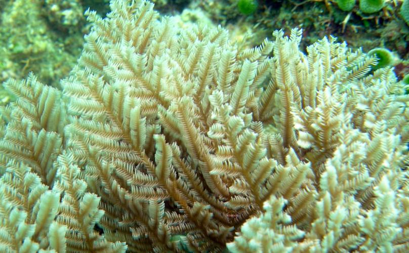 美丽 美丽诱惑外表下 潜藏的剧毒海洋生物 你听过或见过哪几种 海洋生物 珊瑚 海葵 水底奥秘 美丽 美丽诱惑外表下 潜藏的剧毒海洋生物 你听过或见过哪几种 海洋生物 珊瑚 海葵 水底奥秘