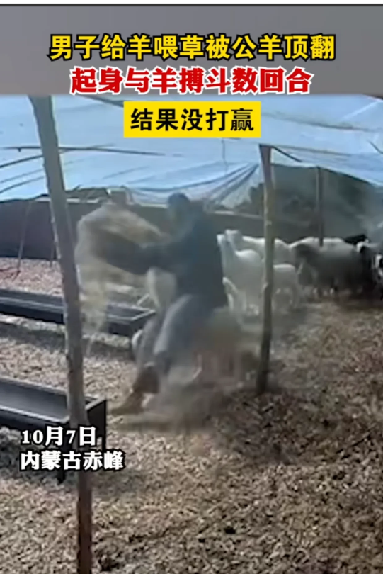近日,内蒙古赤峰,一男子喂羊时,不慎被200斤的公羊撞翻在地