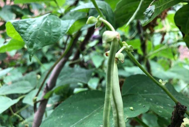 八月十二白露,老话说:“白露送青龙,一宝消百病”,一宝指啥