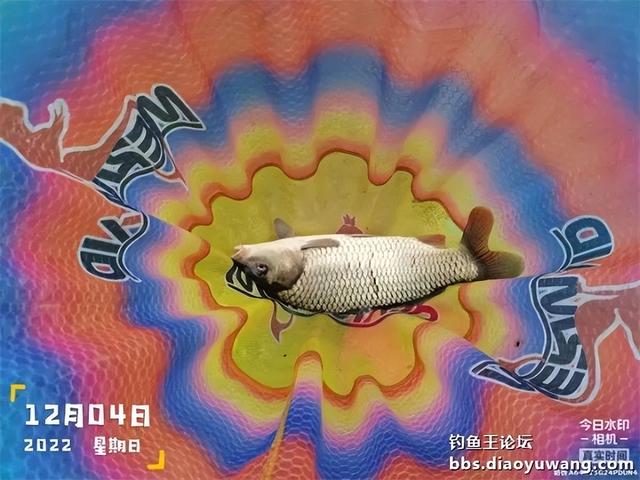 饵料|本味绝杀三,看我狂拉板鲫和大鲤