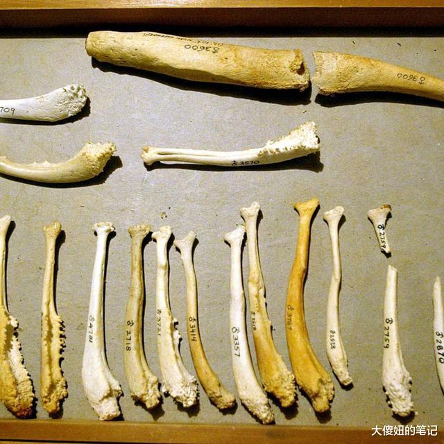 70万年前，人类曾经拥有“阴茎骨”基因，为什么后来消失了