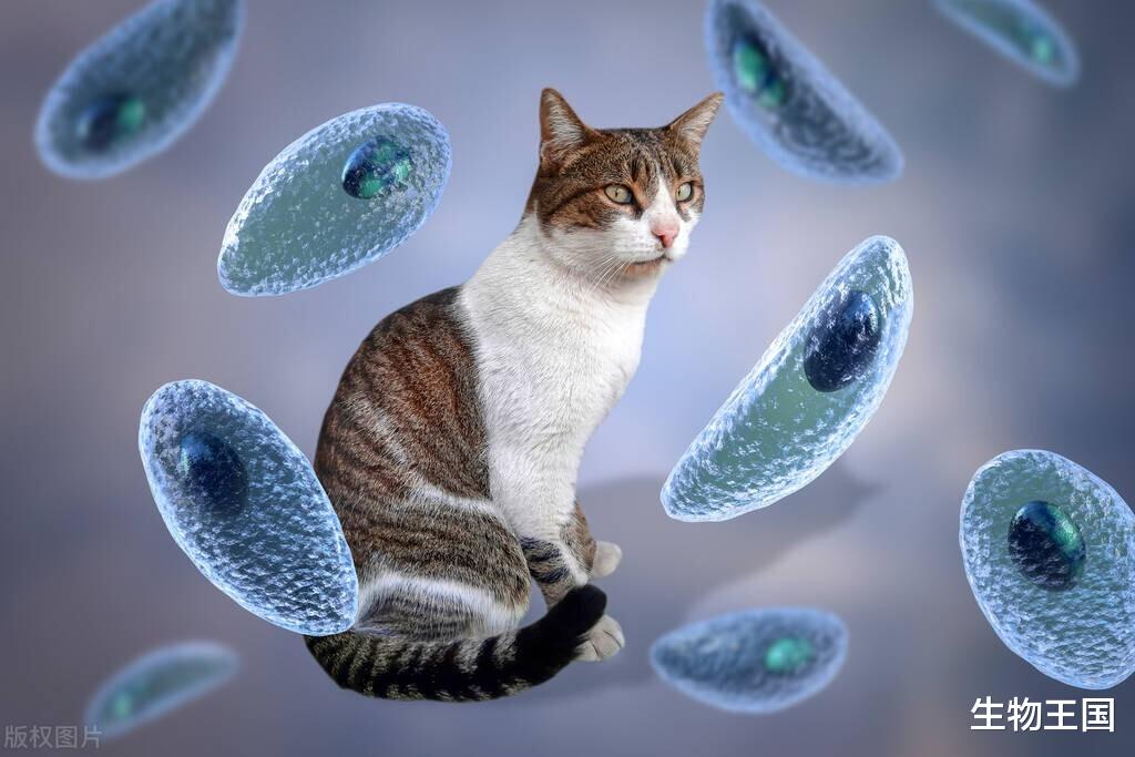 恐怖至极!被寄生虫寄生之后会怎样?原来寄生虫才是万物之王?