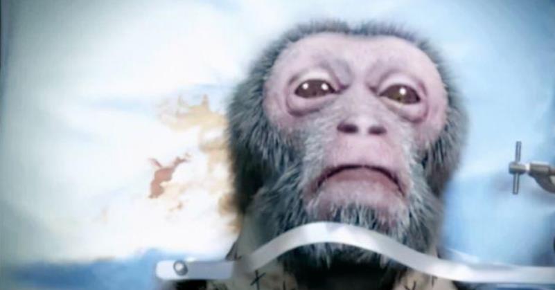 首例“猴子换头”实验在我国完成，总花费7000万，猴子的现状如何？