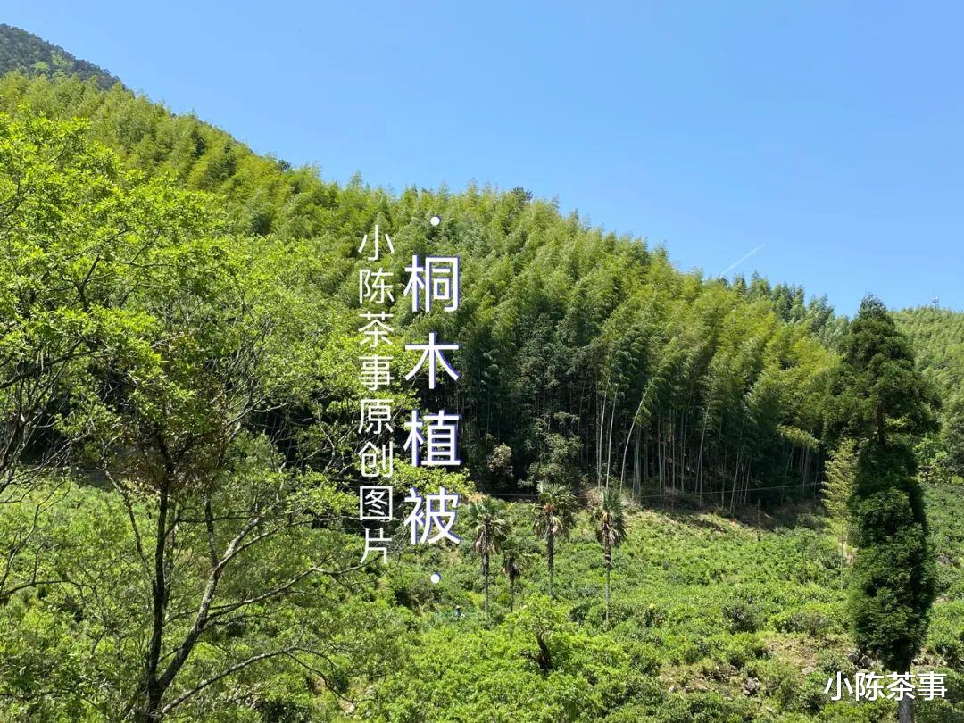 飘扬过100年前的英吉利海峡，它曾风靡欧洲，定义了中国茶的符号