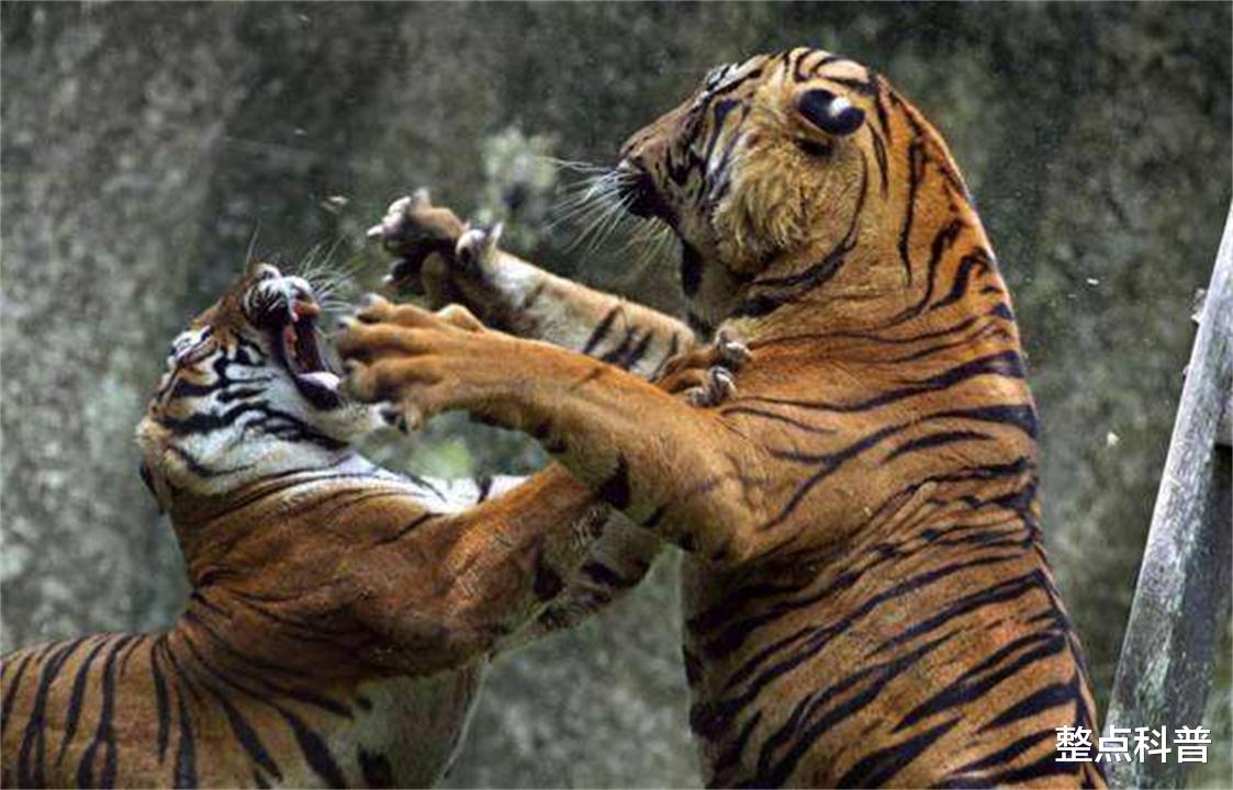 老虎作为“百兽之王”，凶猛威武，为何交配时间却不超过1分钟？