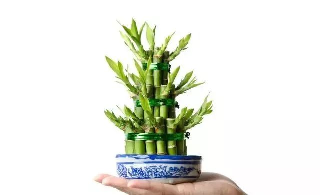 海口|什么摆件能增加家里的阳气？