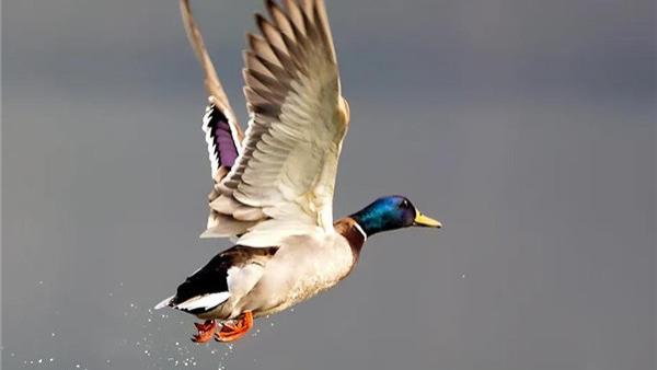 鸡鸭鹅都长了大翅膀，为什么不会飞，是长出来给人类吃的？
