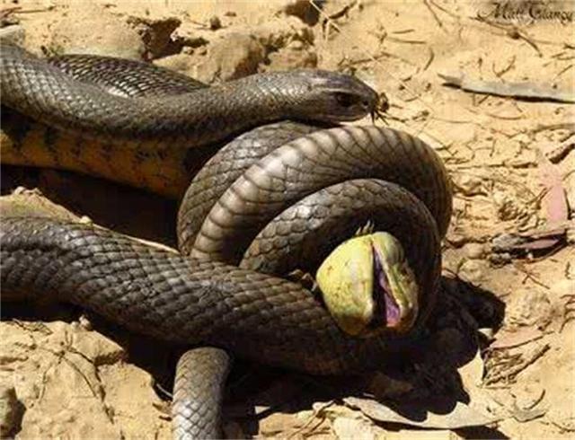 世界上最恐怖的“魔蛇”之一，攻击性强，性格暴躁：东部拟眼镜蛇