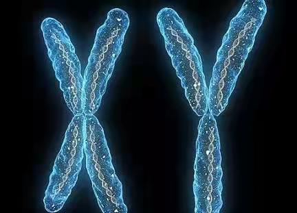 雄性的意义何在?全是雌性的生物被发现,放弃交配依旧存续百万年