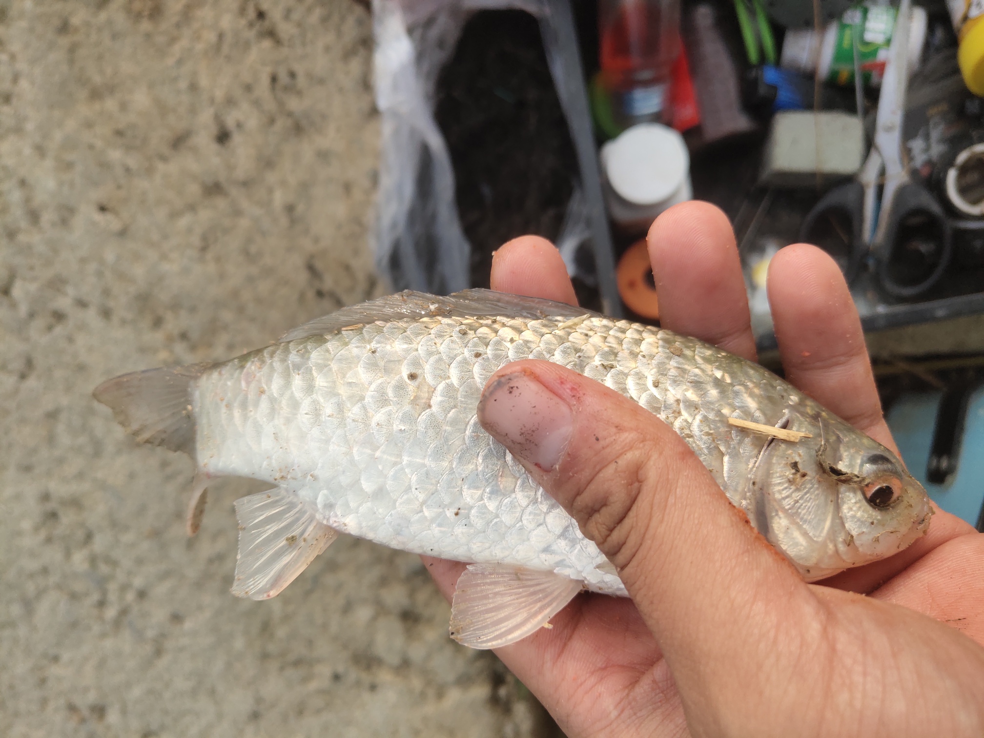 二哥|台风过境,图的一份安逸