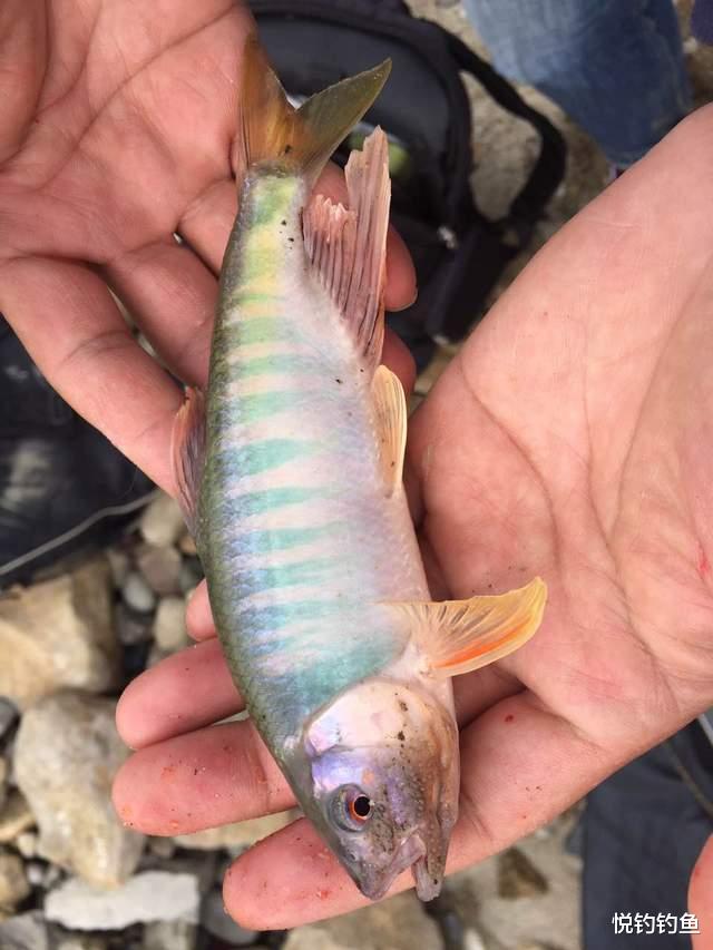 |我已经记不清自己“打龟”了多少次，但还总想着去抛一竿……