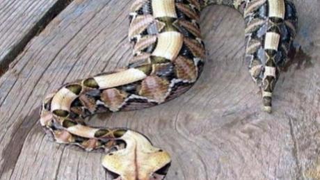毒蛇界的“肥仔”，世界十大毒蛇之一，毒量惊人的巨齿蛇皇