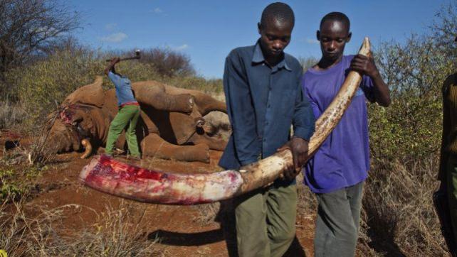 为什么一定要杀死大象，象牙不能从老死的大象身上取吗？