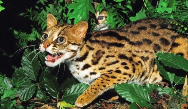 老汉救豹猫幼崽,3年后儿子为要钱将其打伤,豹猫护主将其抓伤