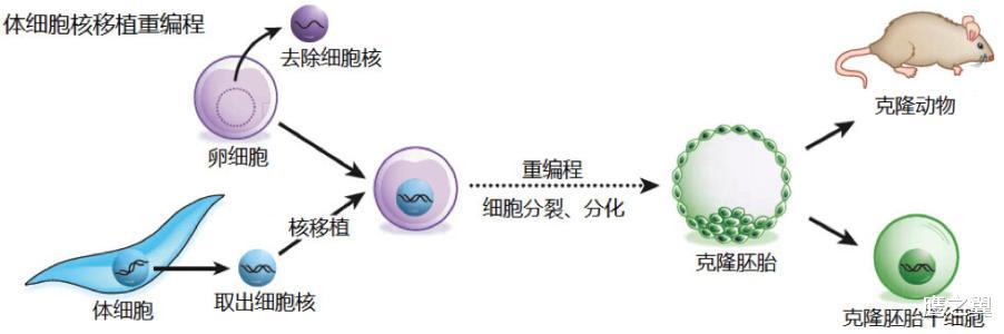 为什么禁止克隆技术?太可怕了,这是克隆技术史上的几个大事件
