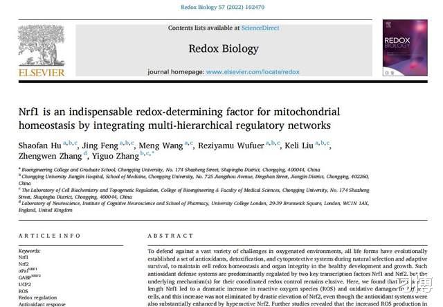 重庆大学张义国教授取得里程碑意义的发现:Nrf1是维护细胞线粒体稳态而不可或缺的一个氧化还原决定因子