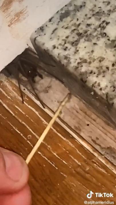 英国小哥在家发现巨型蜘蛛,吓得魂飞魄散