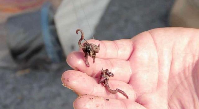 饵料|用蚯蚓钓鱼的技巧和弊端，只有使用得当，才能发挥蚯蚓的作用