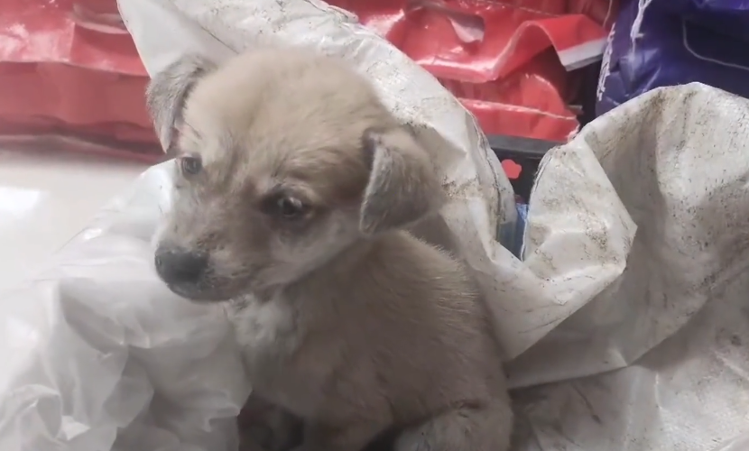 犬瘟、细小加冠状，仅两个月的小奶狗被救助后，在宠物医院里默默流泪