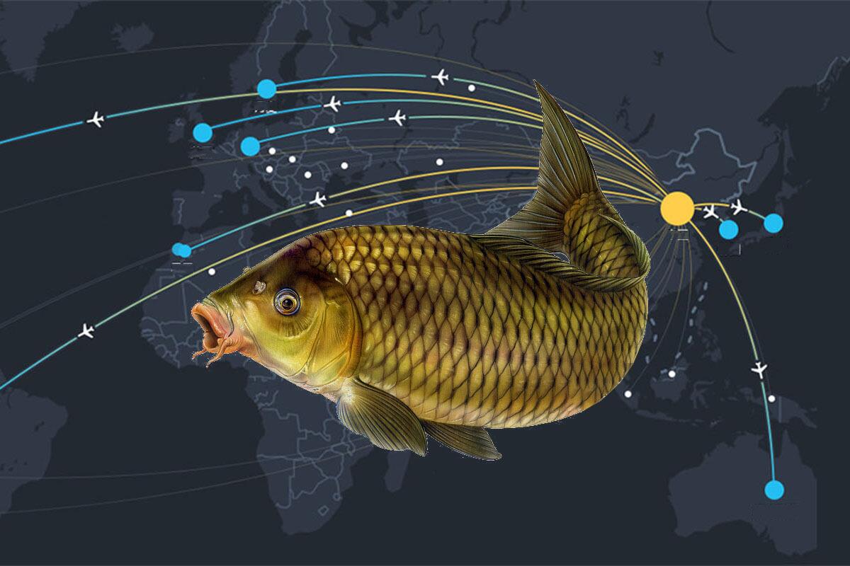 饵料|钓鱼还真是个技术活，盘点后会吃惊，钓鱼人的自豪感油然而生
