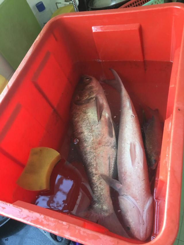 河南沙颍河:水浅大鱼出,有人一天钓几十斤,并当街卖鱼50一条