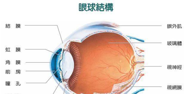 为何动物都怕鹅?有鹅的地方没有蛇?鹅的真实面貌是什么?