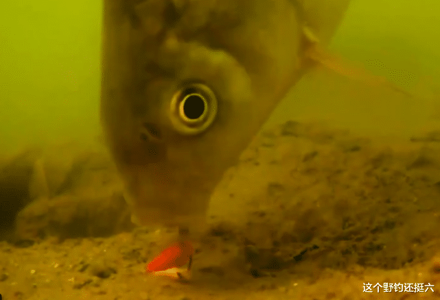 |有鱼没口是现状别纠结！多在这三方面下功夫，很容易比别人钓得多