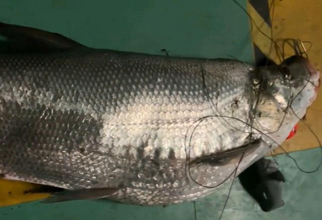 广东省|广东男子钓一条翘嘴鱼，肥得像头“猪”，网友：可以吹一辈子了