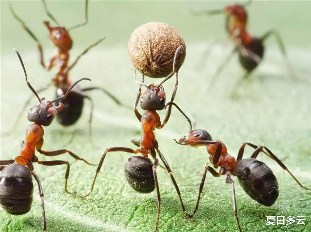 为什么说蚂蚁是地球上进化得最成功的生物?它们会种地,也会放牧