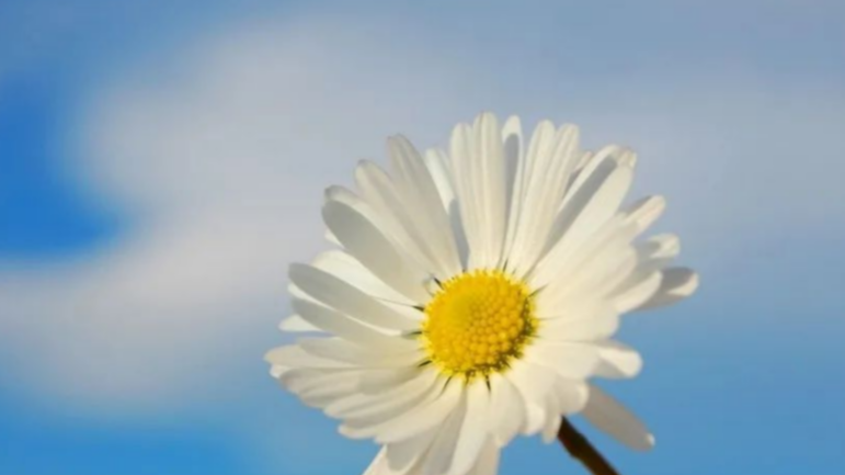 |生辰无子女星,会没有孩子吗?