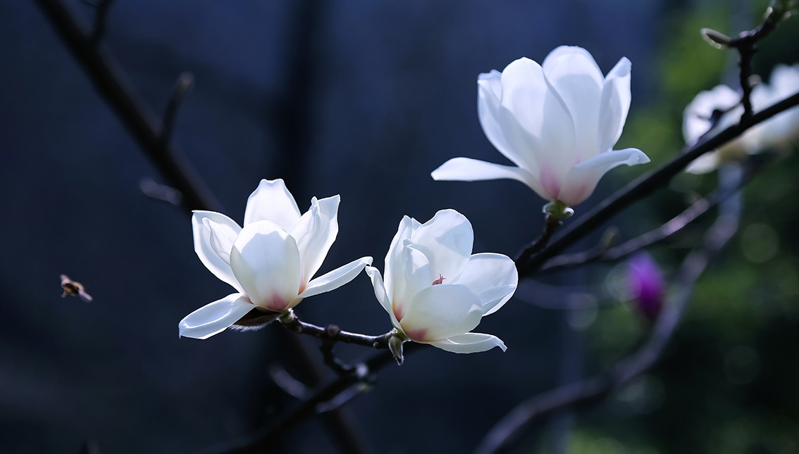 用摄影的方式,记录姹紫嫣红的春天,你喜欢这些照片吗?