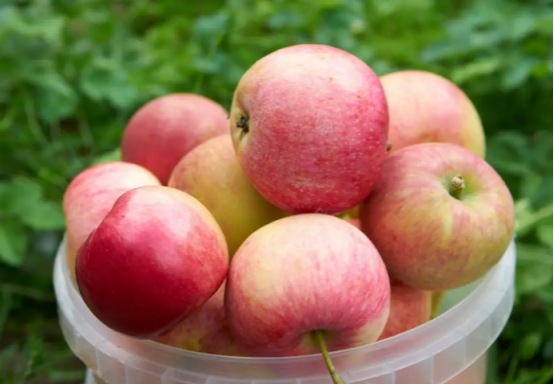 哮喘|吃一口等于6个苹果,心内科主任:高血脂人群坚持吃,血管或一通到底