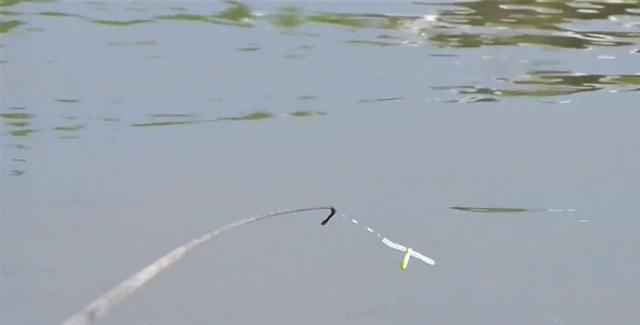 |在急流中如何用绷竿尖钓法钓鱼?掌握4个步骤,钓的鱼又多又大