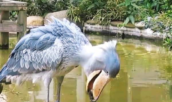 鲸头鹳见了人就会鞠躬，饿了连鳄鱼都吃，这种鸟真的是这样吗？