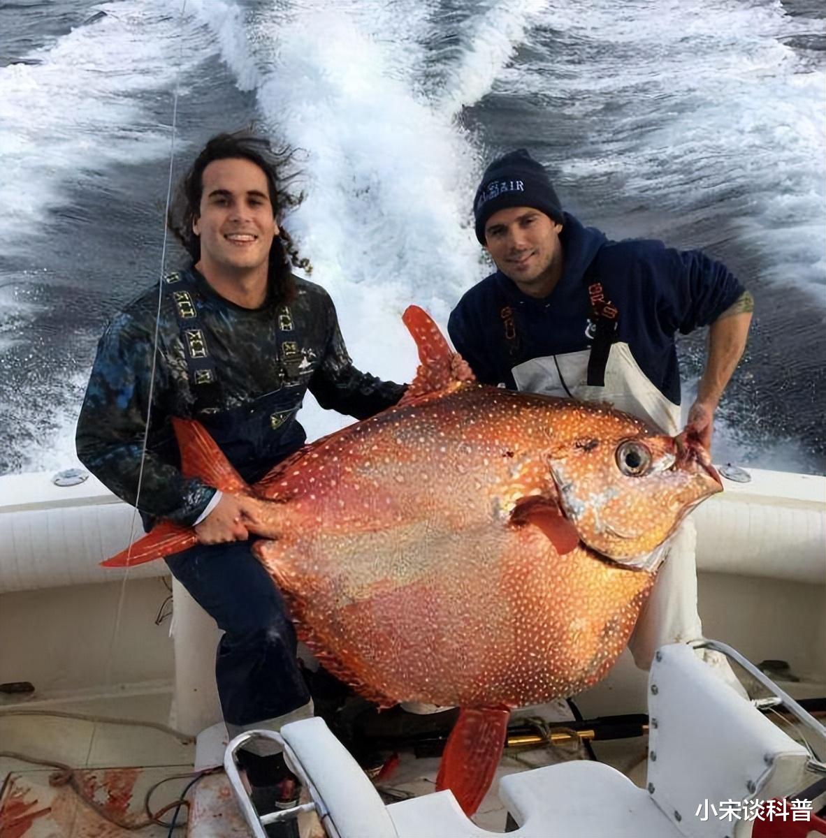 月亮鱼|月亮鱼被称为"海中牛排",鱼肉价格是三文鱼的10倍