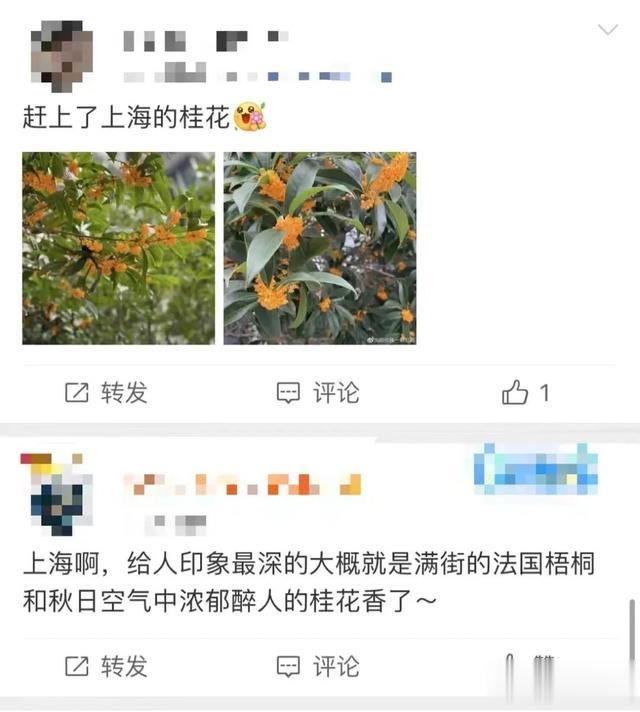 你知道桂花为啥夜里更香吗?黄浦最大成片桂花林香醉游人!