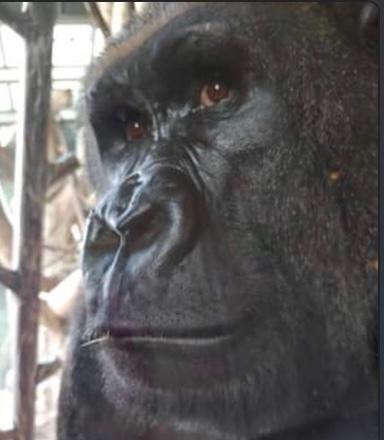 大猩猩|美国大猩猩看游客刷手机居然成瘾了！现在要被强制戒断手机瘾