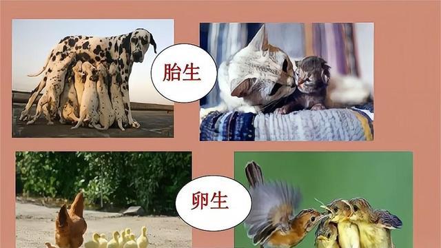 我们为何特殊？多数动物的排泄跟交配都在一个器官，人类却不是
