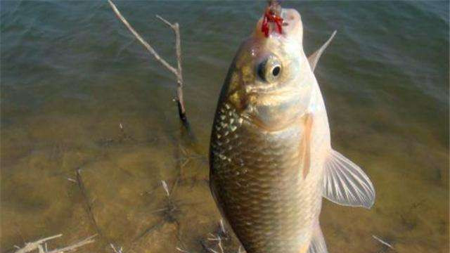 |初冬钓深钓远势在必行？钓位留心“潜在财富”，让你今后钓鱼受益