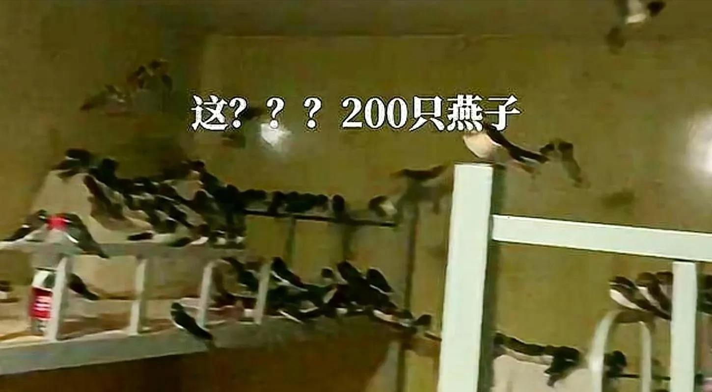 罕见!群燕进屋不肯离去 男子为其开空调 为何会出现如此反常现象?