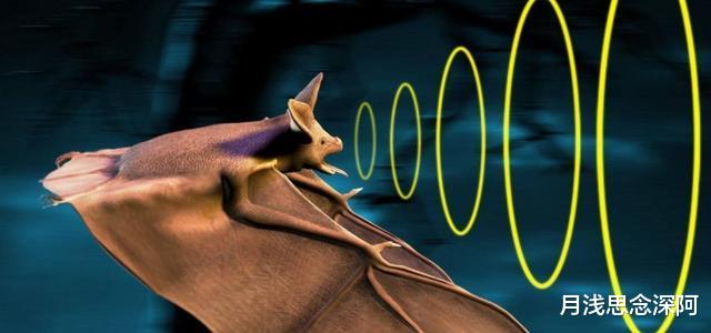 埃博拉、尼帕，蝙蝠随身携带4100多种超级病毒，可以让它灭绝吗？