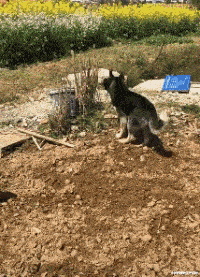 面粉|为什么脱下的袜子里面为什么总有面粉